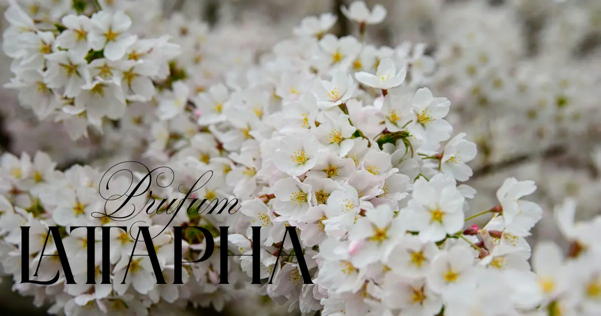 Parfums Lattafa originaux disponibles au Maroc – livraison rapide à Casablanca, Rabat, Tanger